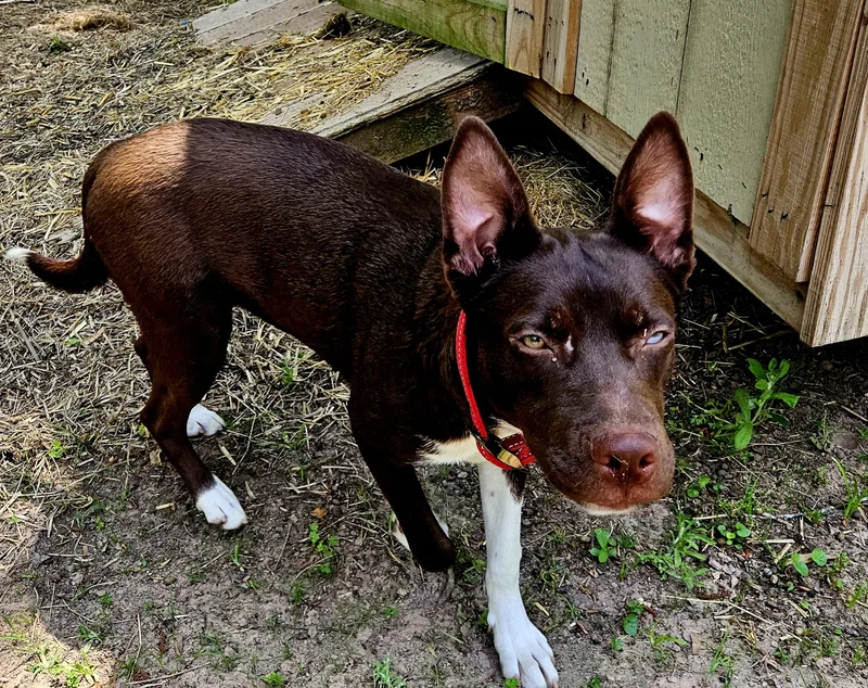 An adult medium-sized female Brown / Chocolate Chocolate Labrador Retriever dog named PiperCO for adoption in Magnolia, TX