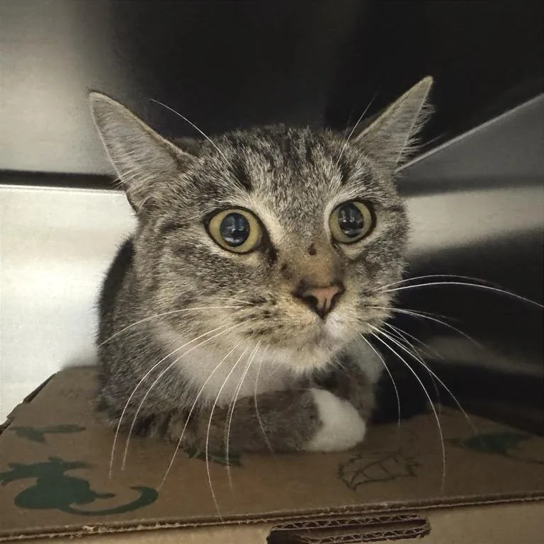 A young medium-sized female Brown / Chocolate Domestic Short Hair cat named Wisteria for adoption in Saint Louis, MO