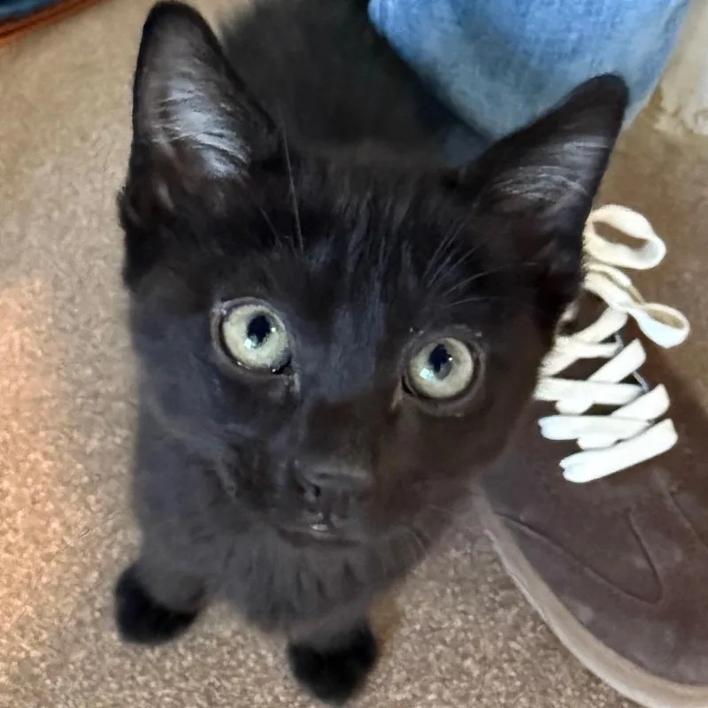 Trevor is at Petsmart thumbnail 2