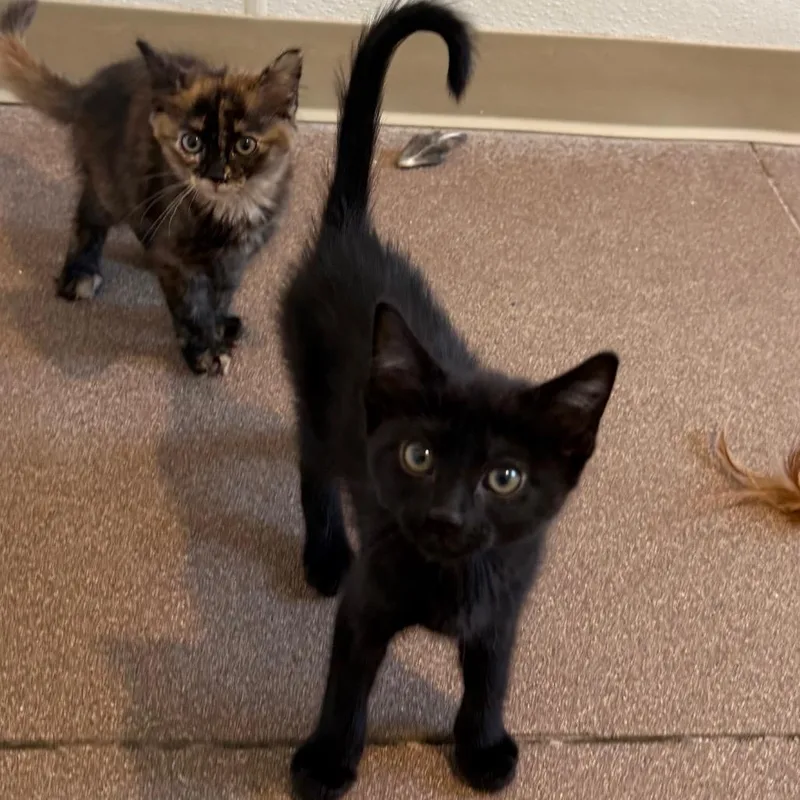 Trevor is at Petsmart thumbnail 3