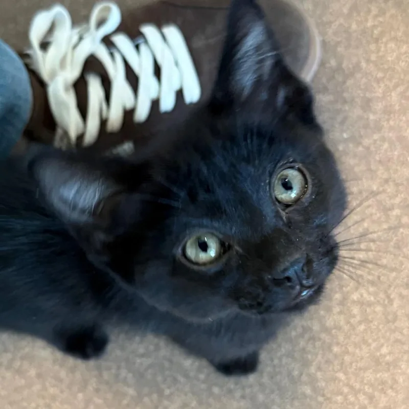 Trevor is at Petsmart thumbnail 4