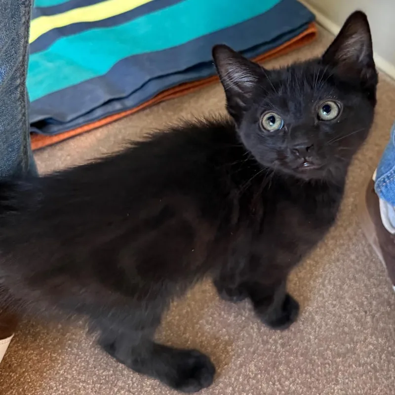 Trevor is at Petsmart thumbnail 5