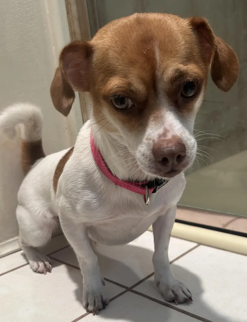 An adult small-sized female White / Cream Chihuahua dog named Bella for adoption in El Cajon, CA