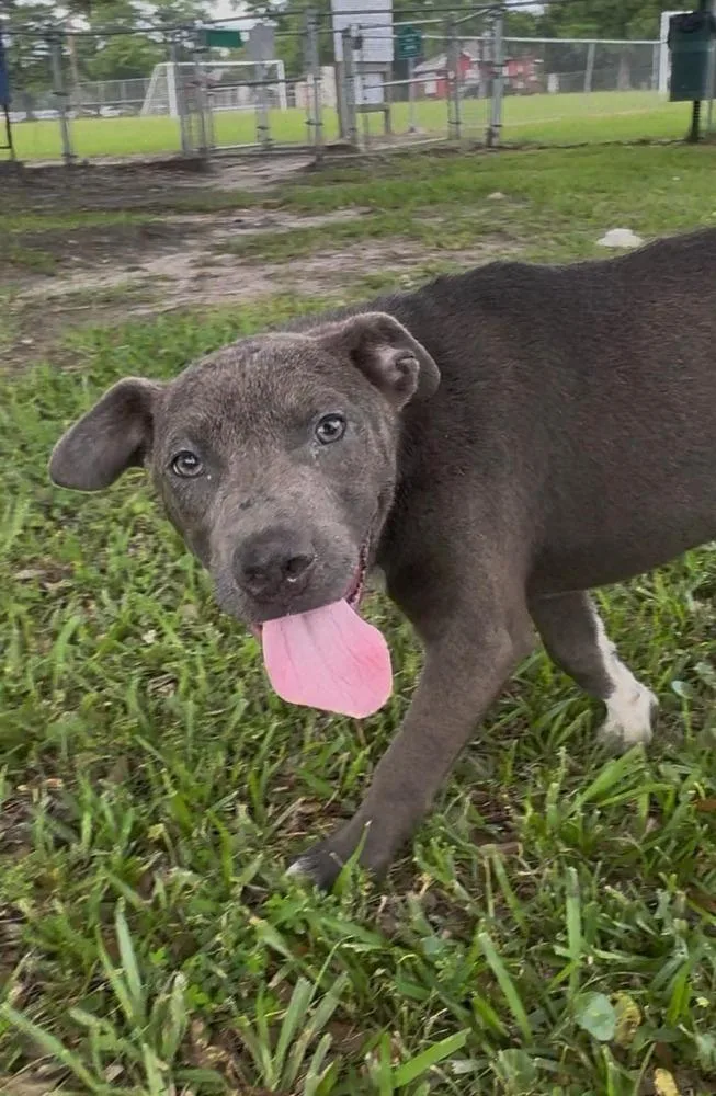 A baby medium-sized female Gray / Blue / Silver Pit Bull Terrier dog named Slinky for adoption in Syracuse, NY