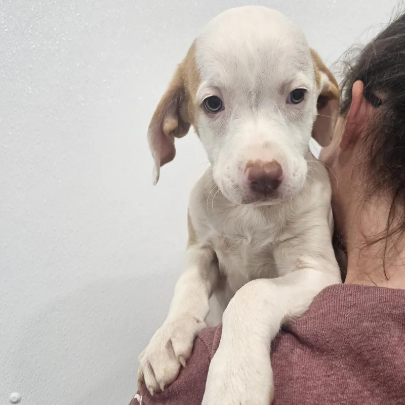 A baby large-sized male Labrador Retriever dog named Badar for adoption in Kalamazoo, MI