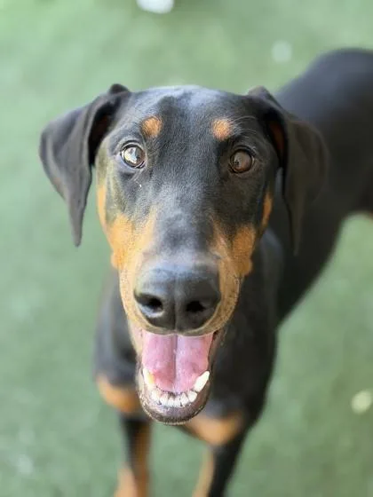 A baby large-sized female Doberman Pinscher dog named Boots with the Fur for adoption in Sacramento, CA