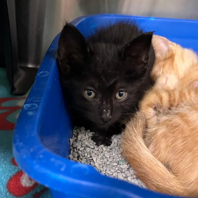 A baby small-sized male Black Domestic Short Hair cat named Mac for adoption in Brookfield, MO