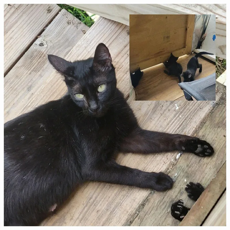 A young small-sized female American Shorthair cat named Jezzy CP for adoption in Locust Grove, GA