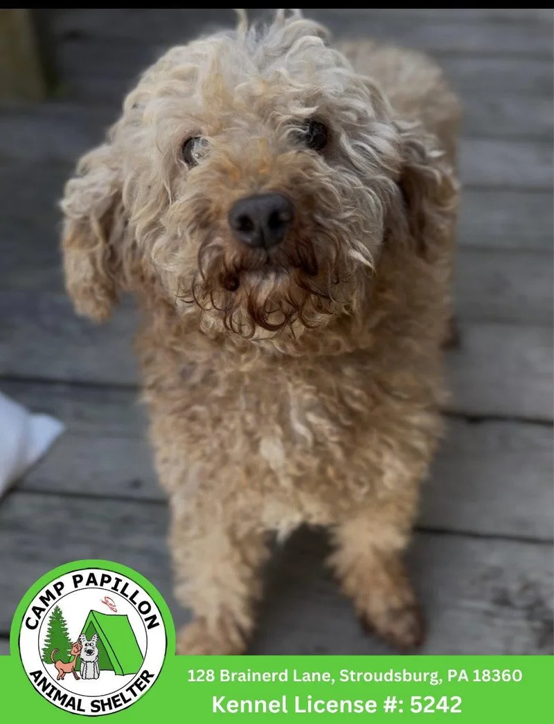 A young medium-sized female Poodle dog named Dolly for adoption in Stroudsburg, PA