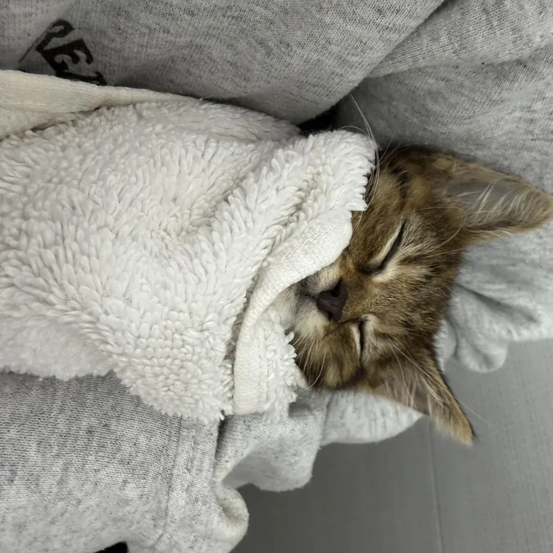 A baby small-sized male Brown / Chocolate Domestic Medium Hair cat named Dylan for adoption in Brooklyn, NY