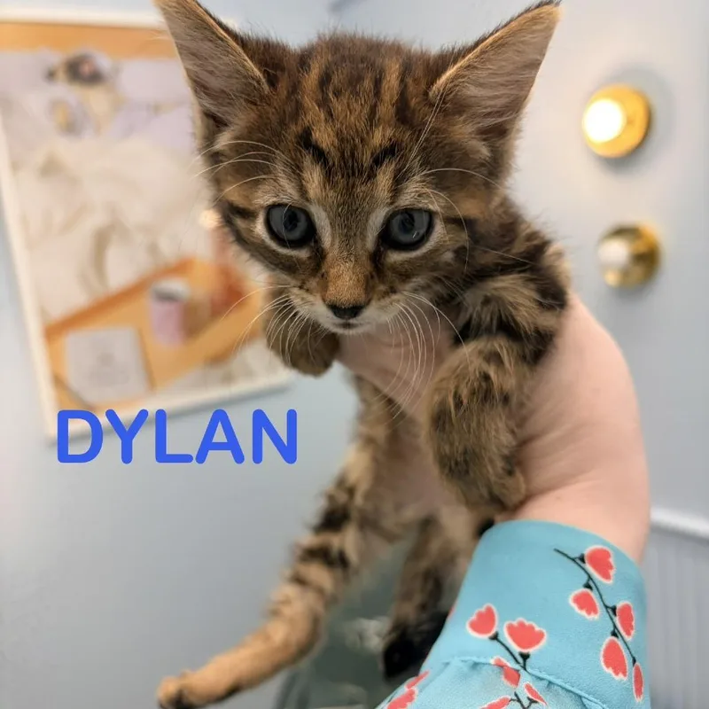 Dylan thumbnail 6