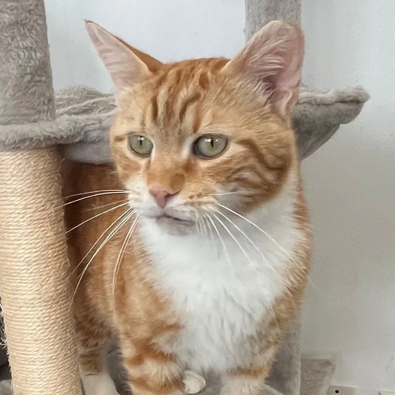 An adult large-sized male Orange / Red Domestic Short Hair cat named Jethro Bodine for adoption in Hamburg, NY
