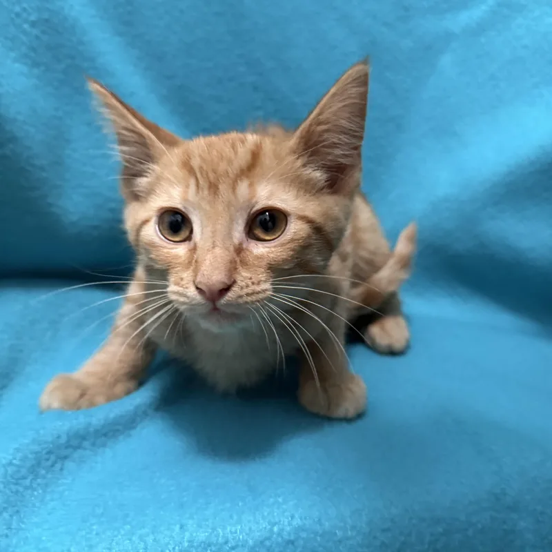 A baby medium-sized male Tabby (Orange / Red) Domestic Short Hair cat named Sheldon for adoption in Oakdale, CA