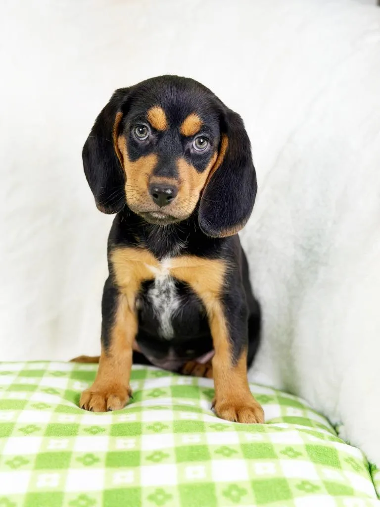 A baby medium-sized male Beagle dog named Spring Litter  Sprout for adoption in Savage, MN