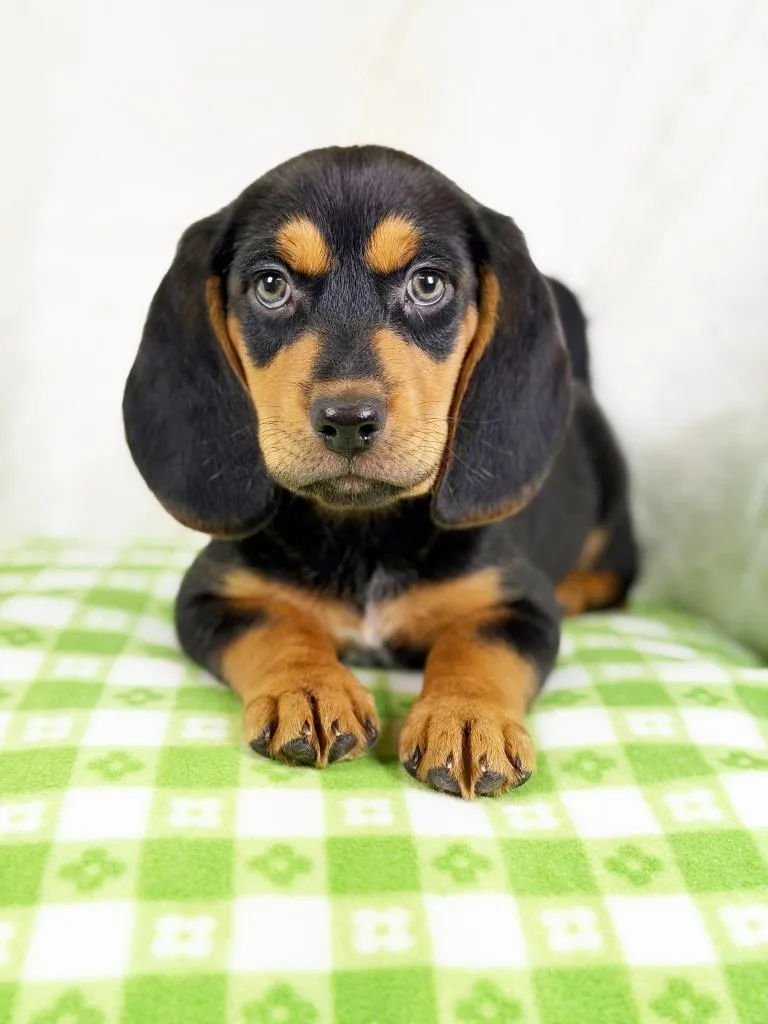 Spring Litter  Sprout thumbnail 4