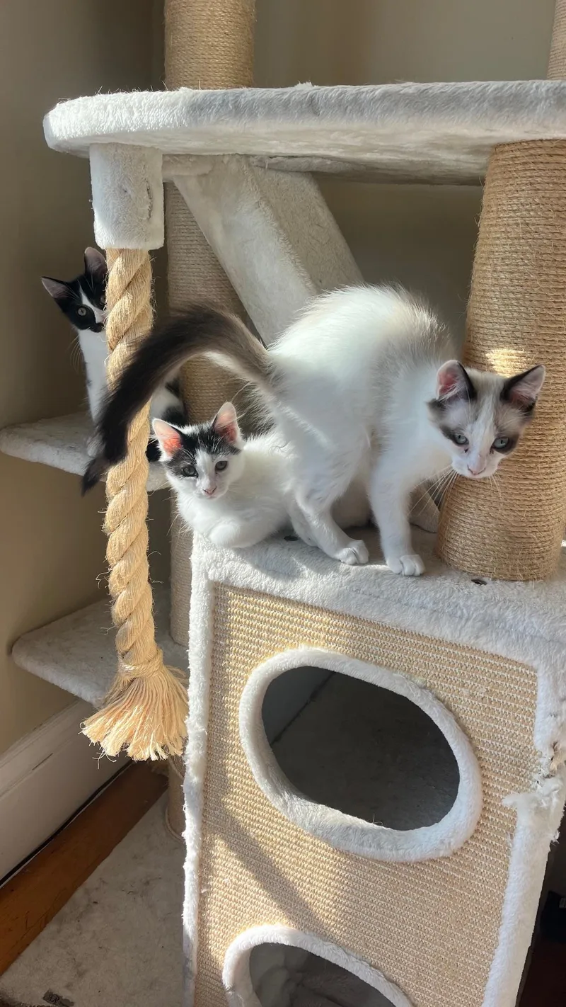 A baby small-sized male Black & White / Tuxedo Domestic Short Hair cat named Poptart for adoption in San Francisco, CA