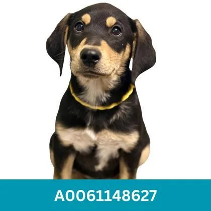 A baby medium-sized male Labrador Retriever dog named Chipper for adoption in Red Bluff, CA