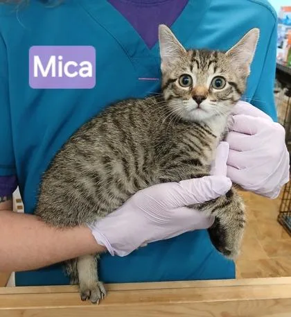 A young medium-sized female Domestic Short Hair cat named Mica for adoption in Kansas City, MO
