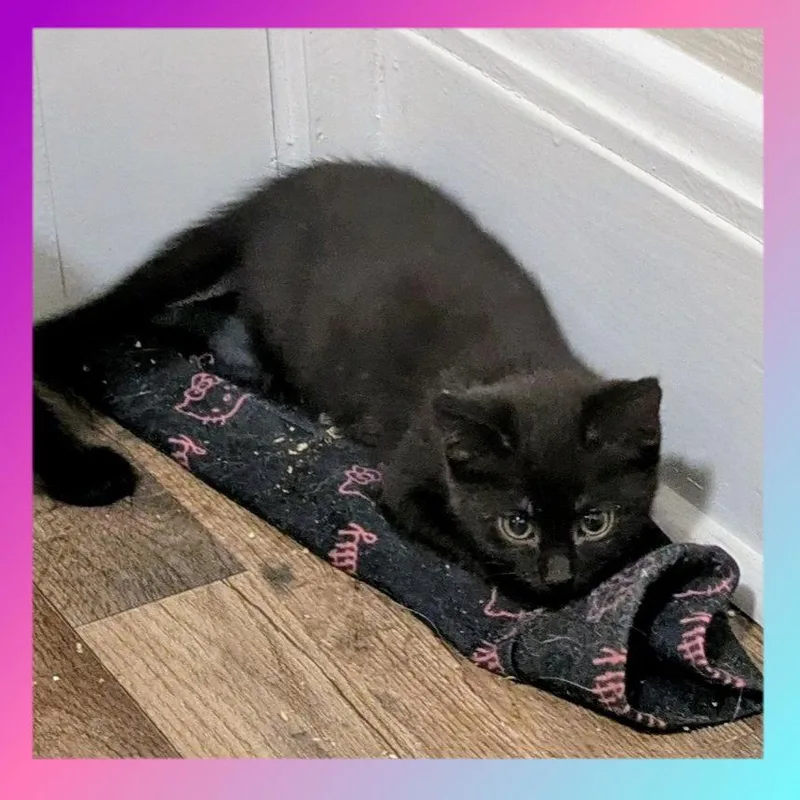 A baby medium-sized female Domestic Short Hair cat named Ludahiss for adoption in Akron, OH
