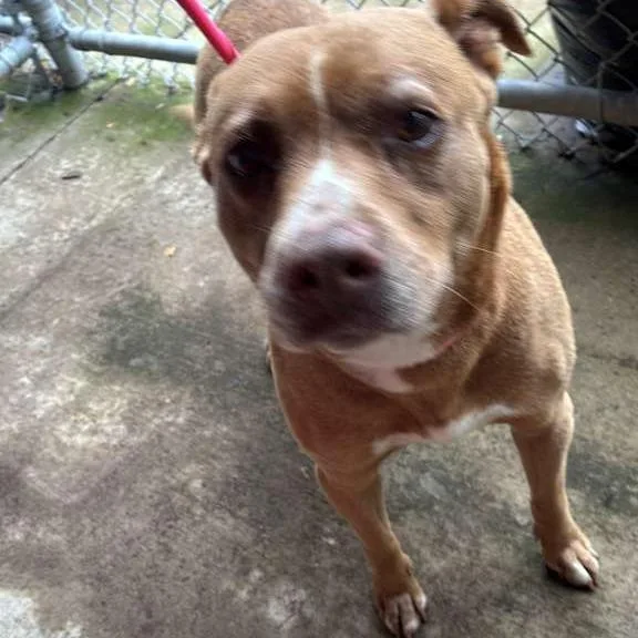 An adult medium-sized female Yellow / Tan / Blond / Fawn Mixed Breed dog named Raspberry for adoption in Gadsden, AL