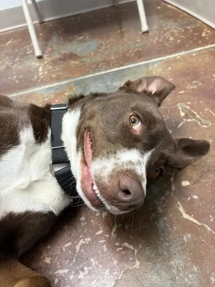 An adult medium-sized male Brown / Chocolate Terrier dog named Grim for adoption in Springfield, MO