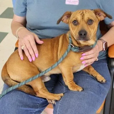 A young small-sized male Brown / Chocolate Dachshund dog named Hummer for adoption in Birmingham, AL