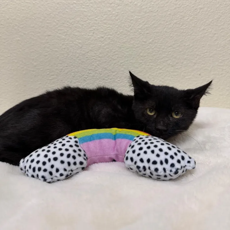 A baby small-sized male Black Domestic Short Hair cat named Bucatini for adoption in Las Vegas, NV