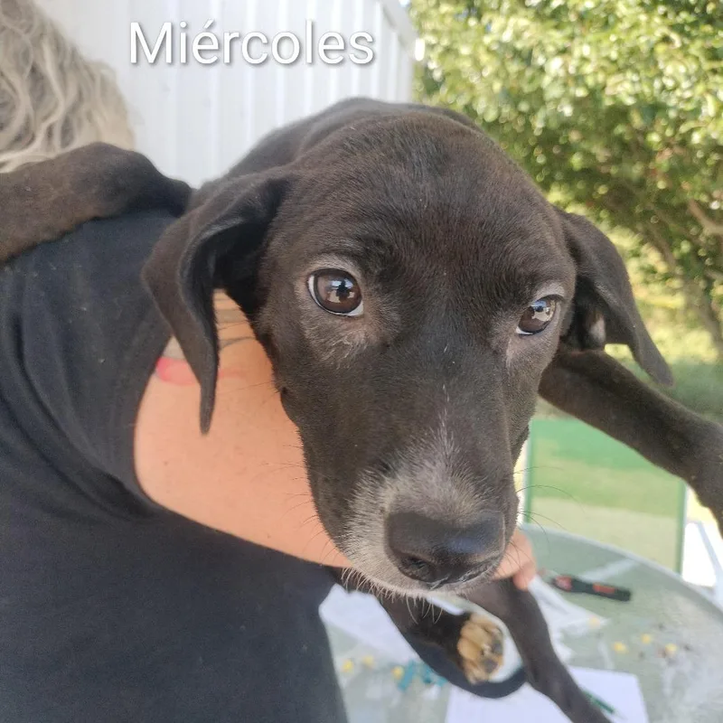 A baby small-sized female Black Mixed Breed dog named Miercoles for adoption in Brooksville, KY