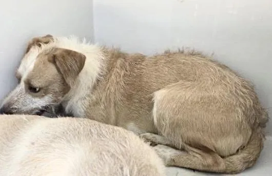 A young medium-sized male Parson Russell Terrier dog named Max for adoption in Houston, TX