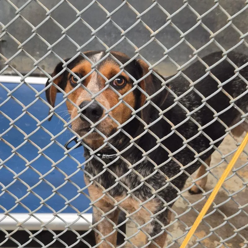 An adult medium-sized male Brown / Chocolate Hound dog named Busterbrown for adoption in Oak Ridge, TN