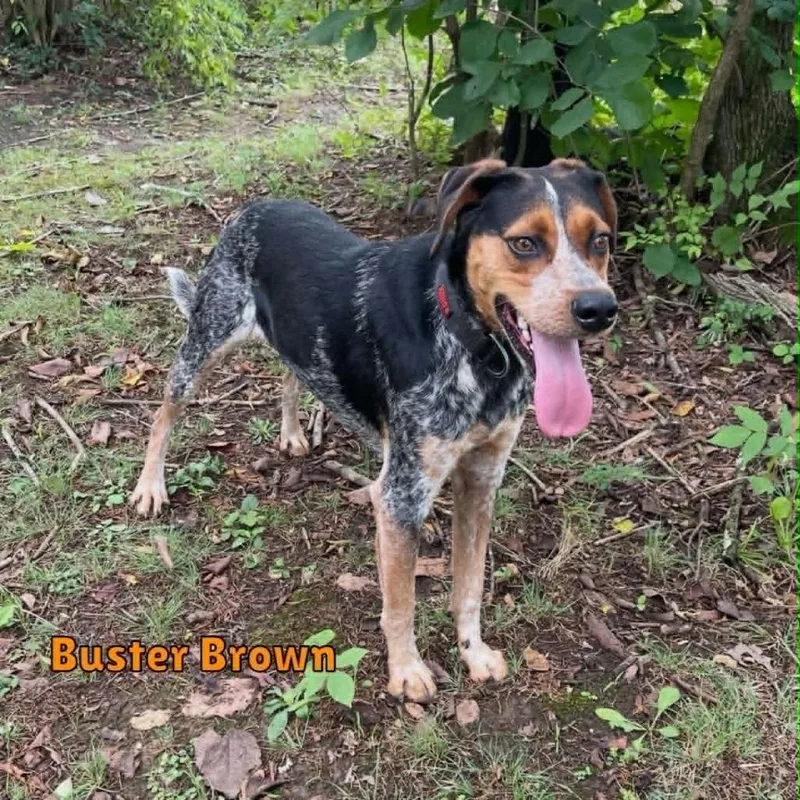 Busterbrown thumbnail 2