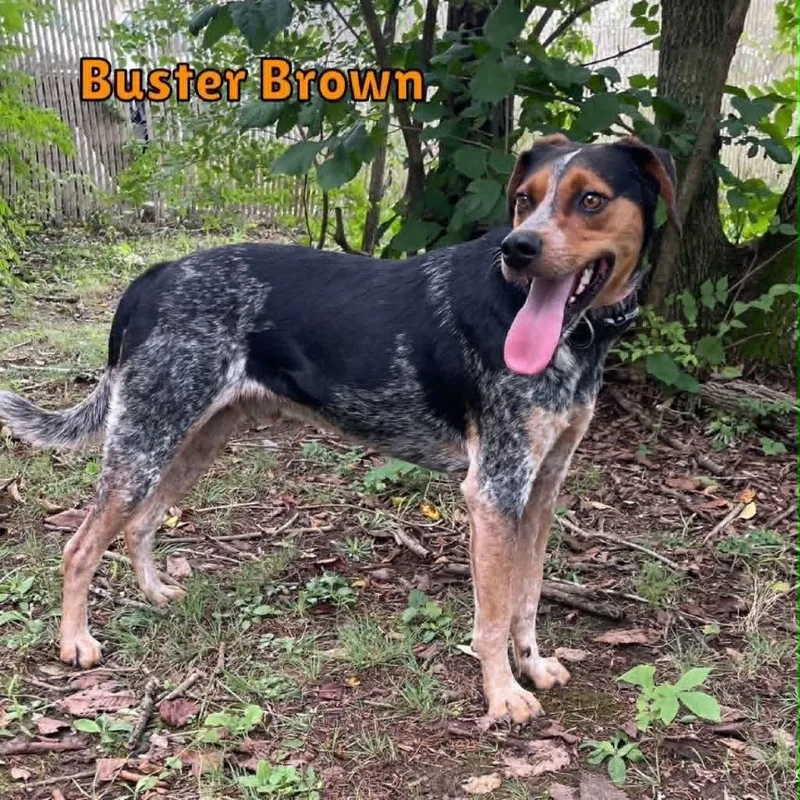 Busterbrown thumbnail 3
