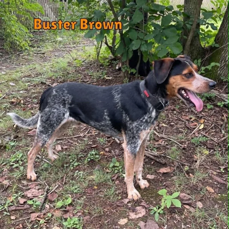 Busterbrown thumbnail 4