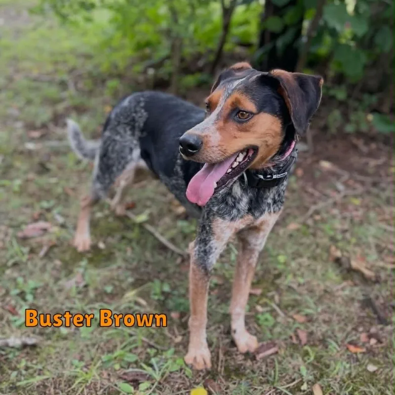 Busterbrown thumbnail 5