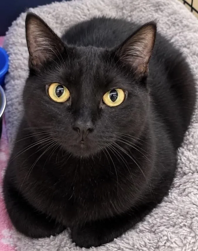 A young small-sized female Black Domestic Short Hair cat named Velvet for adoption in Fremont, NE