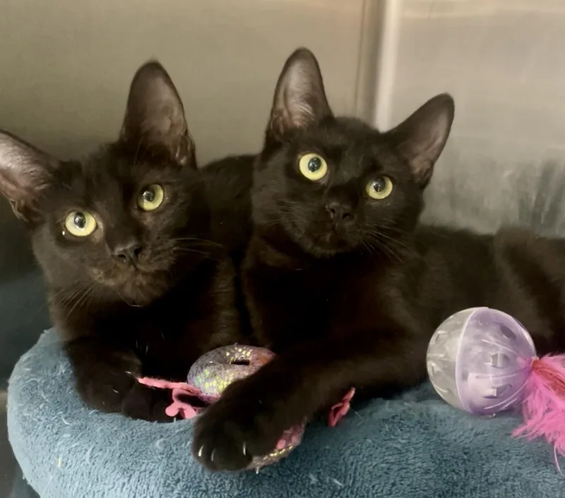 A young medium-sized female Domestic Short Hair cat named Daisy for adoption in Baton Rouge, LA