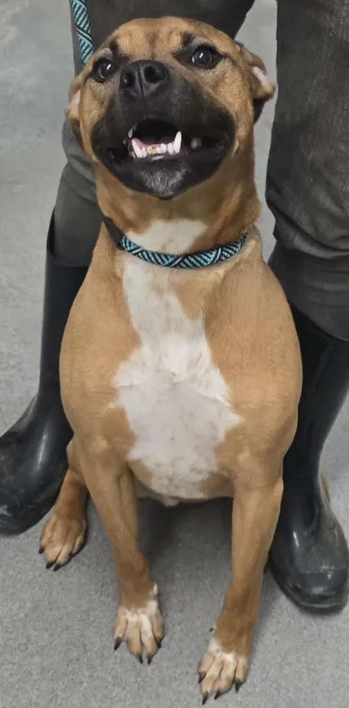 A young medium-sized male Boxer dog named Talby for adoption in Hillsdale, IN