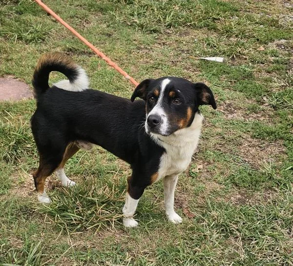 A young medium-sized male Border Collie dog named October for adoption in Cleveland, TN