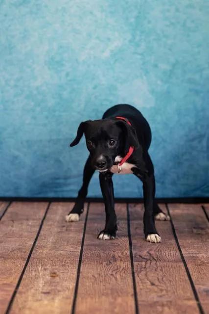 A young small-sized male Hound dog named Vernon for adoption in Belleville, IL