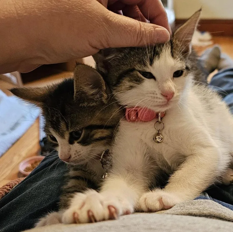 A baby small-sized female Gray & White Tabby cat named Cerulean Sea: Chauncey for adoption in Warren, CT