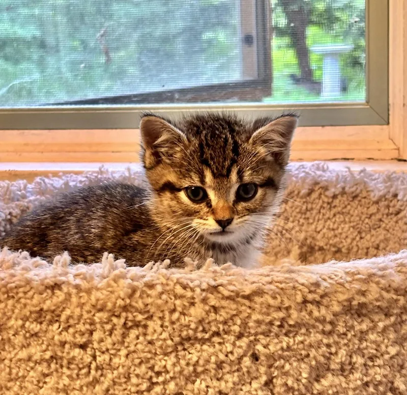 A baby medium-sized female Tabby (Brown / Chocolate) Domestic Short Hair cat named Dalinda for adoption in Minneapolis, MN