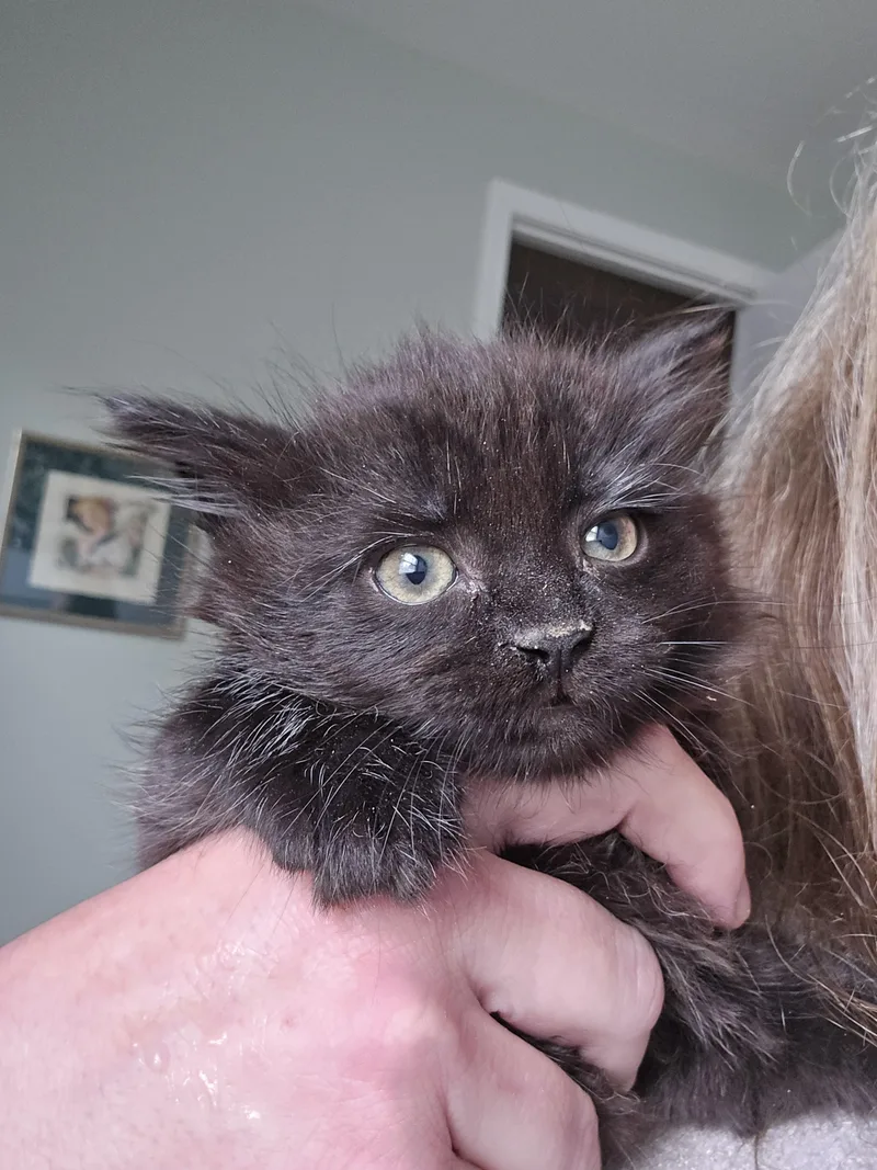 A baby small-sized female Domestic Medium Hair cat named Minky for adoption in Davidson, NC