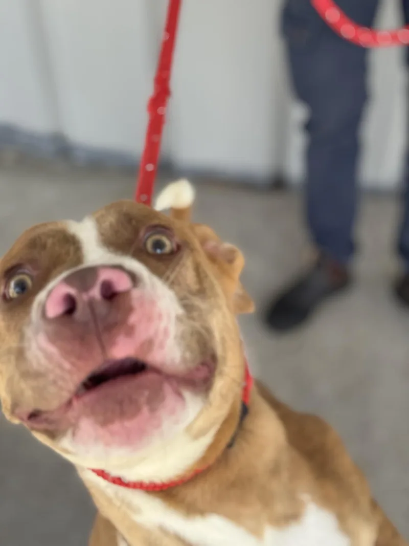 Bruce thumbnail 4