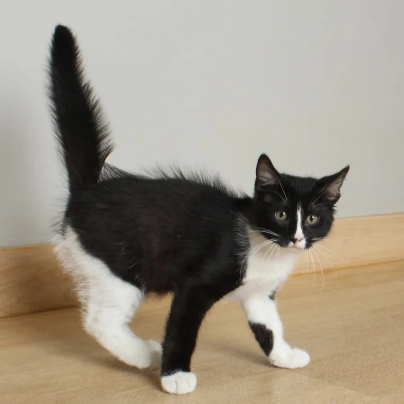 A baby small-sized male Black Domestic Short Hair cat named Ellie C for adoption in Minnetonka, MN