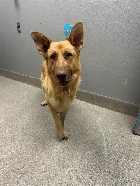 A young large-sized male German Shepherd Dog dog named Mustard for adoption in Las Vegas, NV