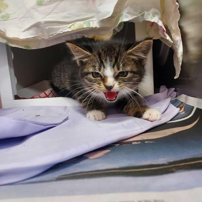 A baby small-sized female Domestic Short Hair cat named "Magenta" for adoption in Perkiomenville, PA
