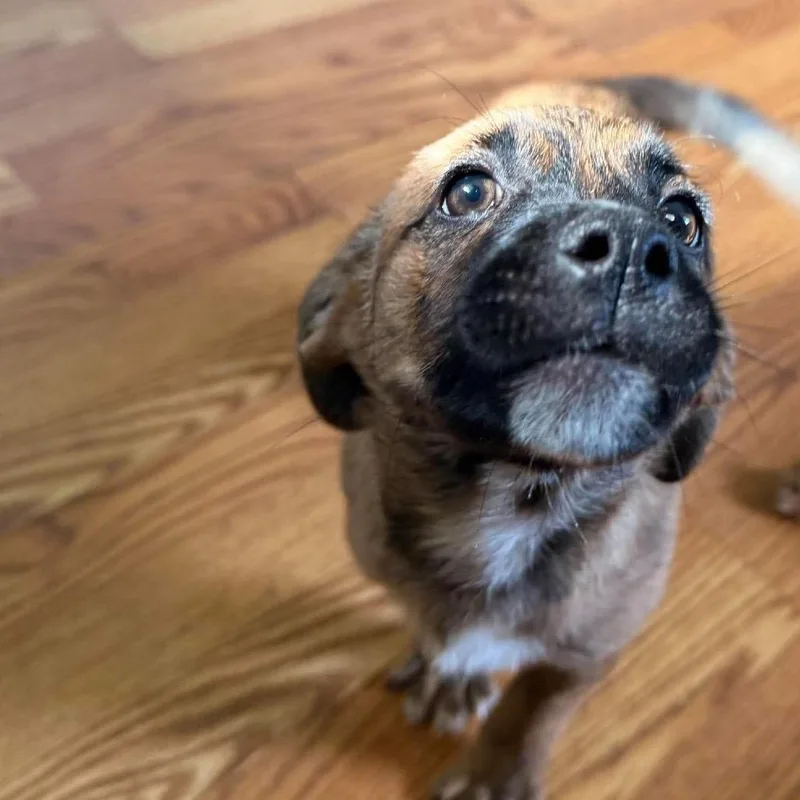 A baby small-sized female Terrier dog named Spice for adoption in Farmersville, OH