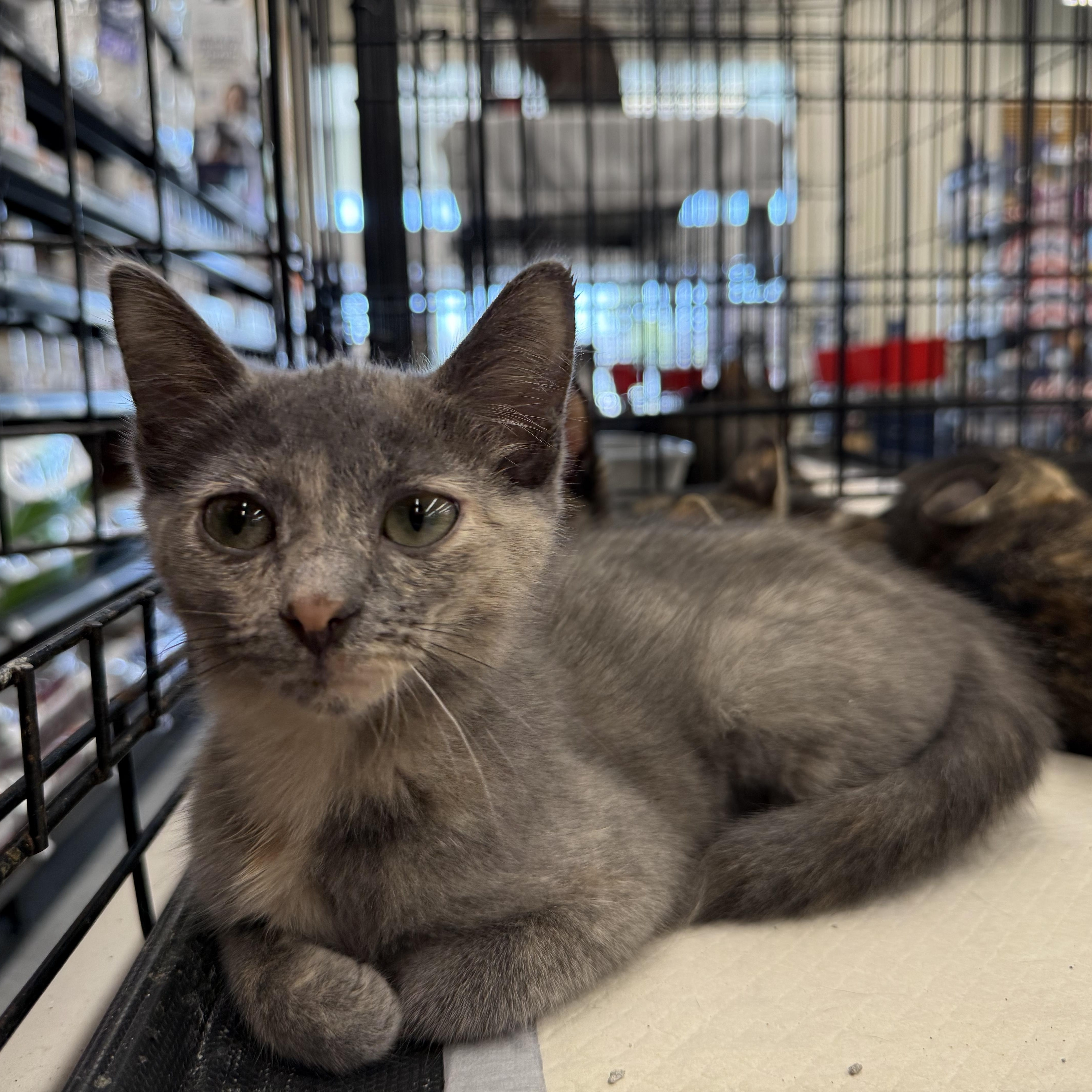 A baby medium-sized female Dilute Calico cat named Bootsy for adoption in Intercession city , FL