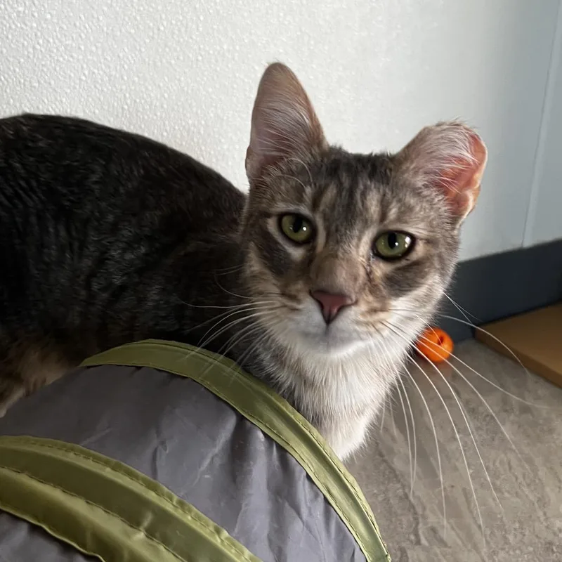 Barachiel thumbnail 2