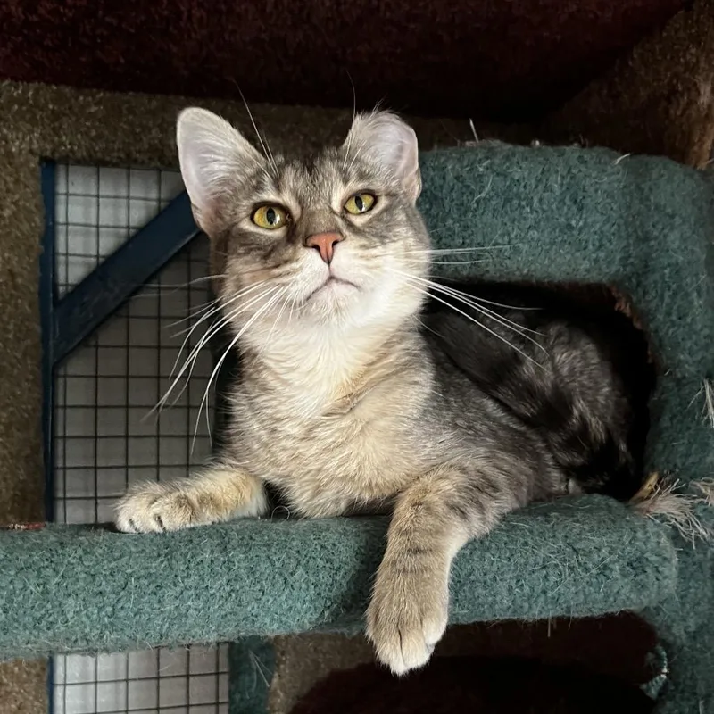 Barachiel thumbnail 3